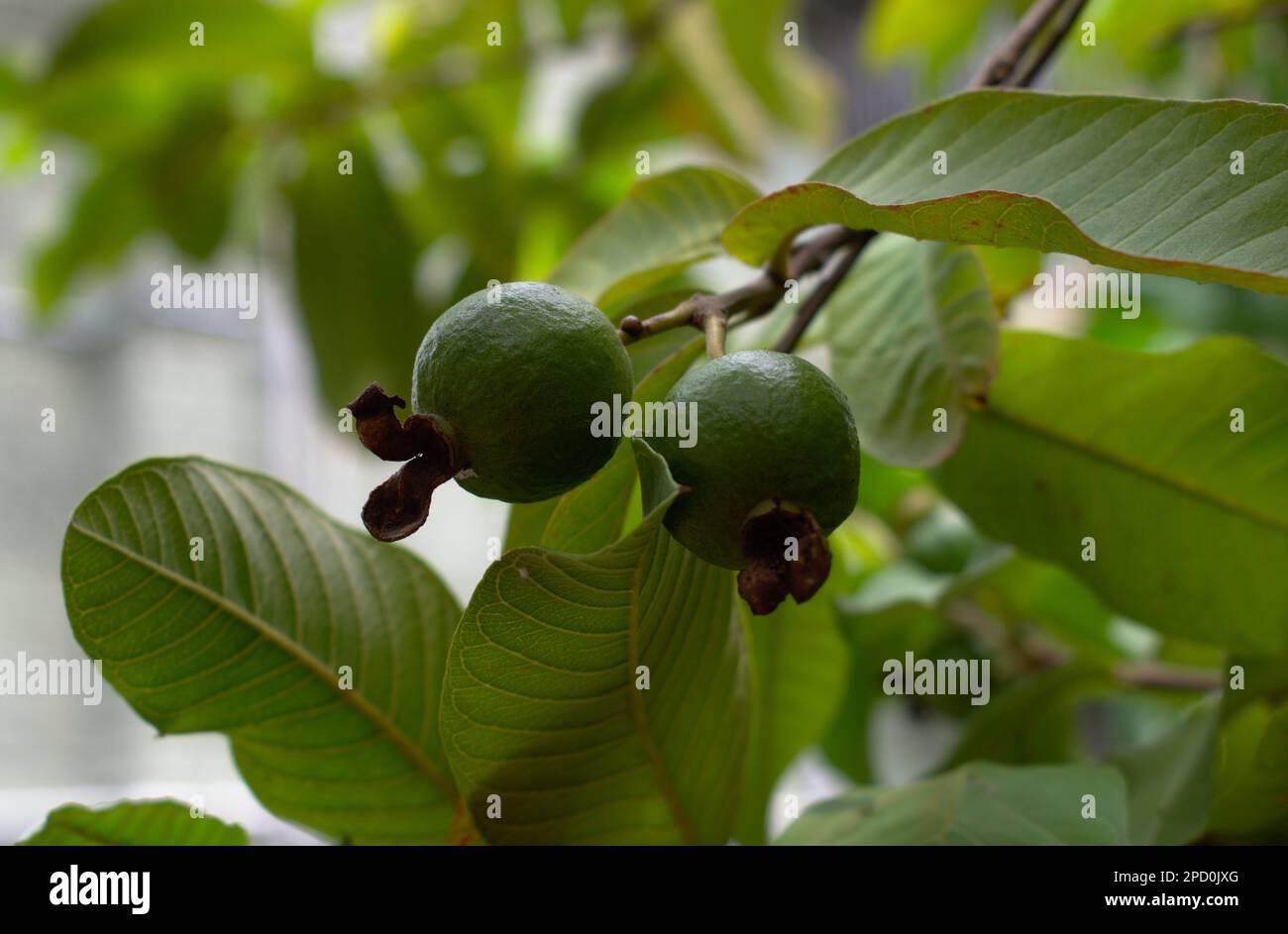 Landschaftsfotografie Mit Frischen Grünen Guava-Früchten Stockfoto