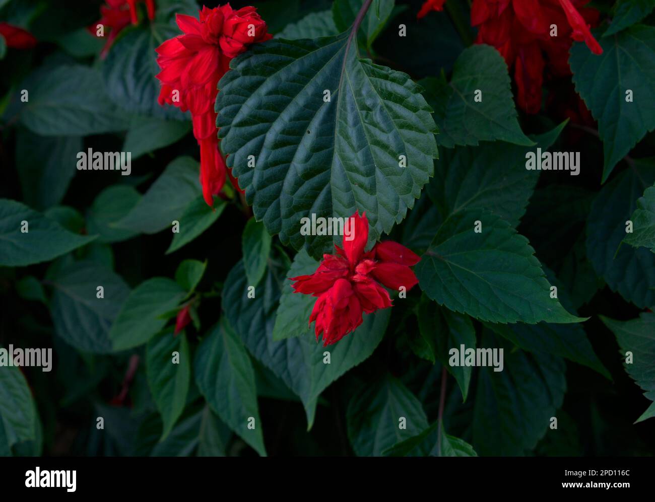 Natürliche rote Blumen Grüne Blätter im Hintergrund Stockfoto