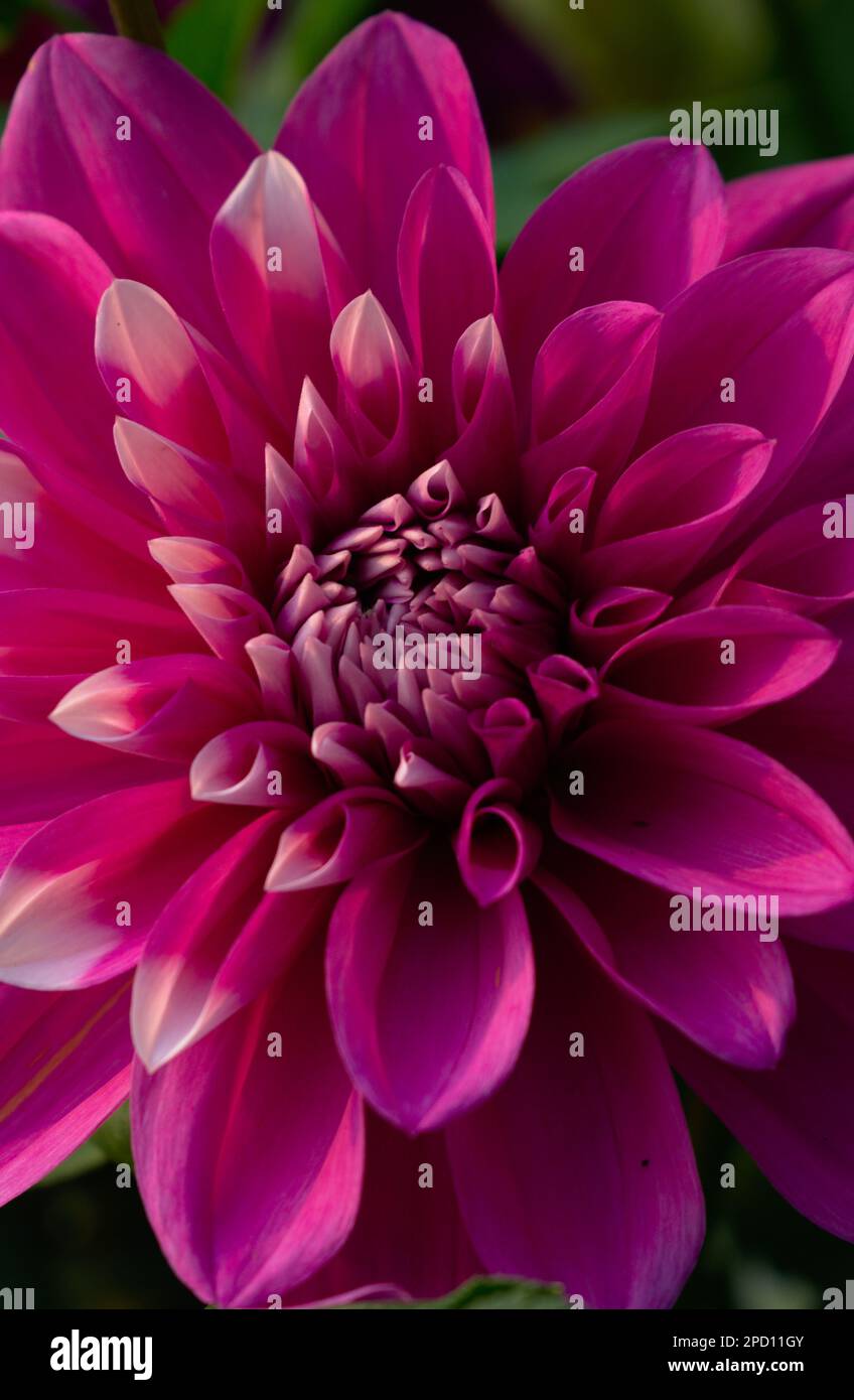 Porträt Dahlia Blume Blütenfotografie Tapete Stockfoto