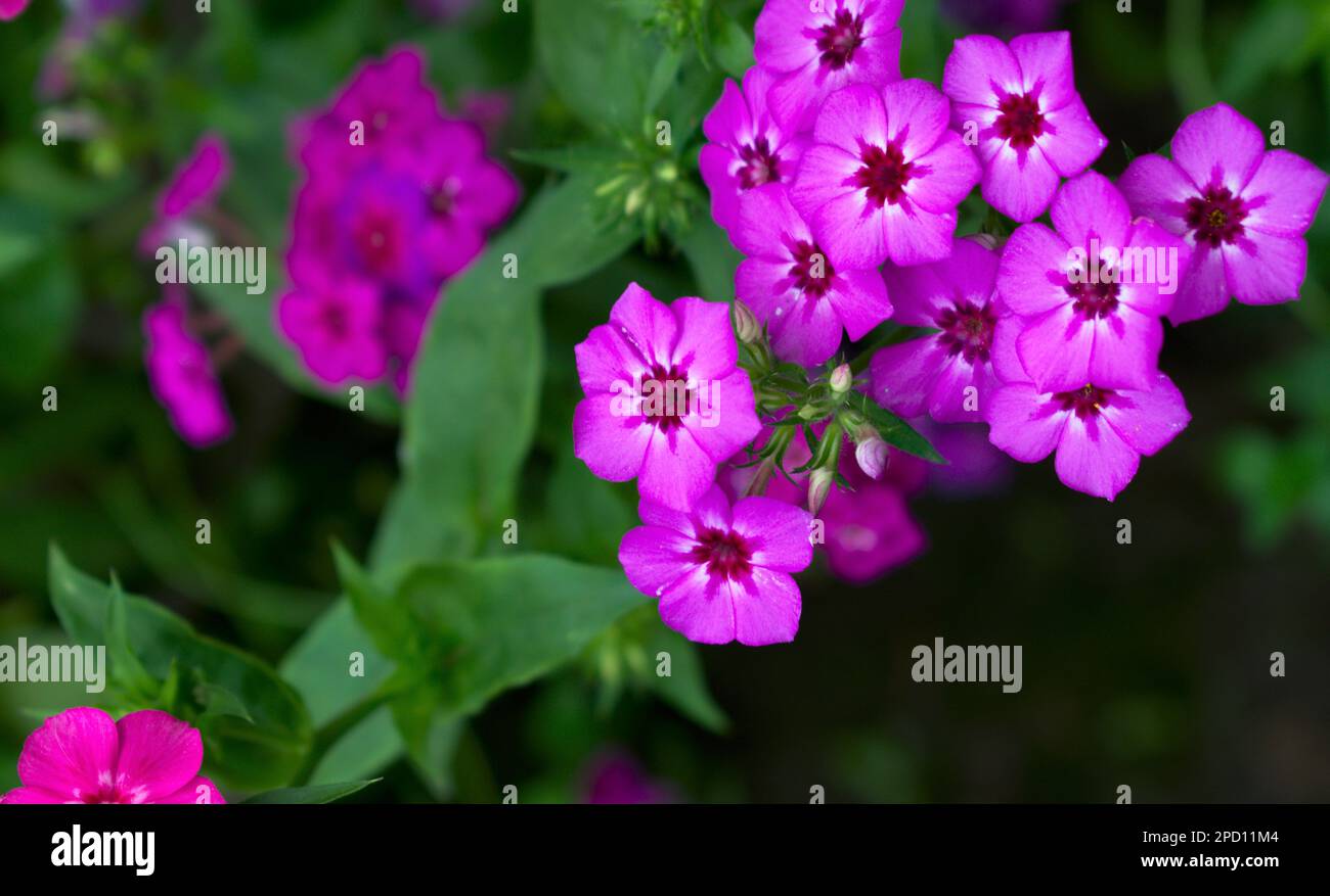 Violette Blume Landschaftsfotografie mit Kopierbereich Hintergrund Stockfoto