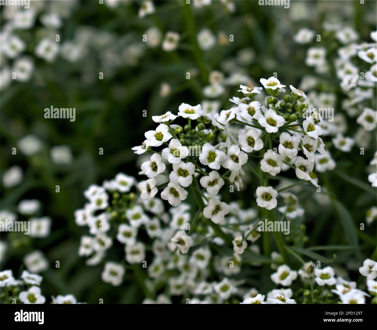 Einfaches, Winziges, Weißes, Mehrjähriges Blumenfoto, Landschaftsfoto, Hintergrundbild Stockfoto