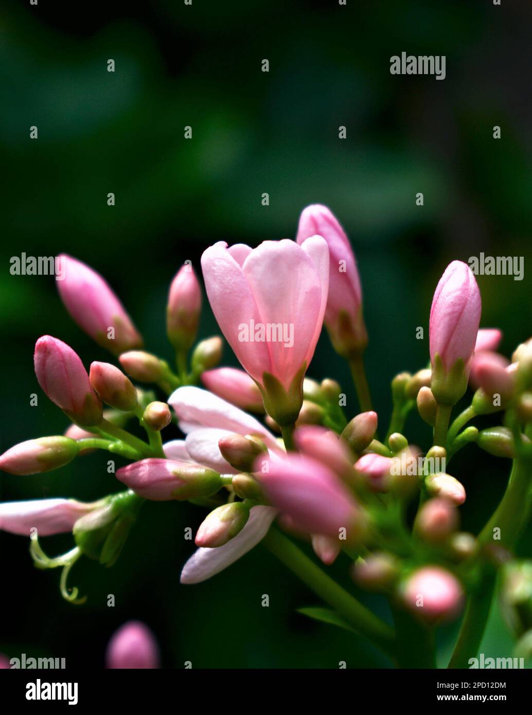 Pink- oder Peach-farbige Blume Fotografie Kunsttapete mit Kopierbereich Stockfoto