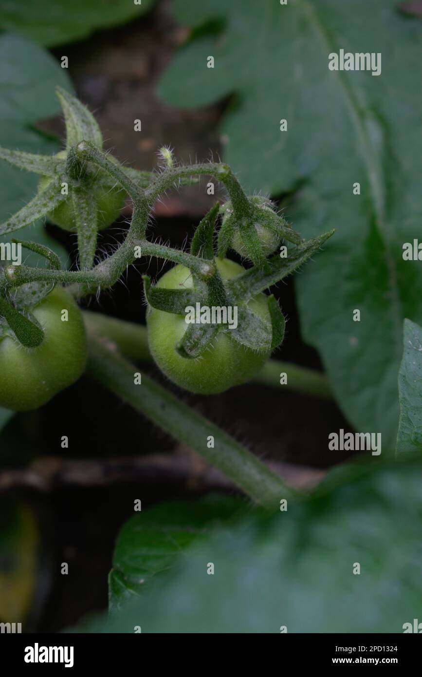 Unreife grüne Tomaten, Obst oder Gemüse, die auf dem Stiel hängen, Fotografie Stockfoto