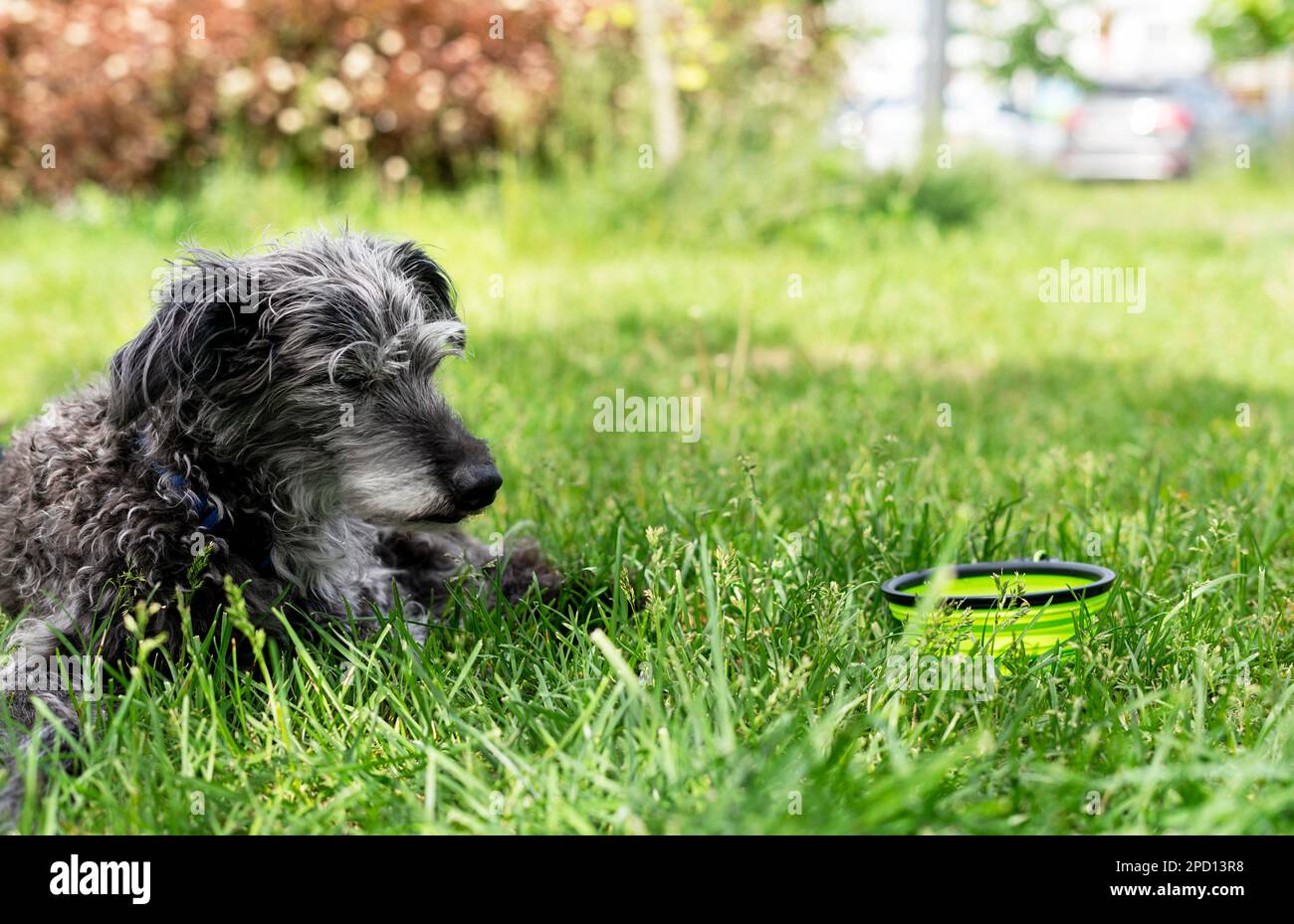 Mischhund bedlington Terrier oder bedlington Whip grau flauschig Seniorhund ruht auf grünem Gras neben Hund Wasserschüssel Haustiere Adoptionsbetreuung und w Stockfoto