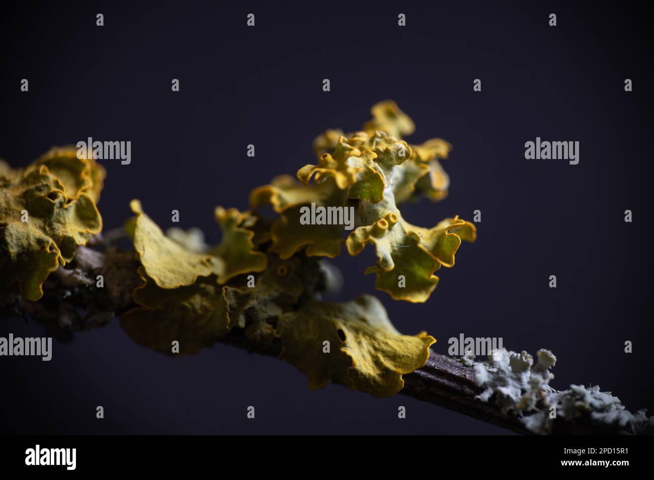 Extreme Nahaufnahme von gelben und grünen Flechten auf einem Ast. Makrofotografie. Stockfoto