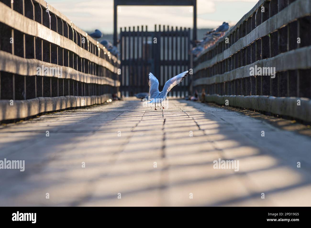 Möwe mit gespreizten Flügeln auf einer Fußgängerbrücke in der Morgensonne Stockfoto