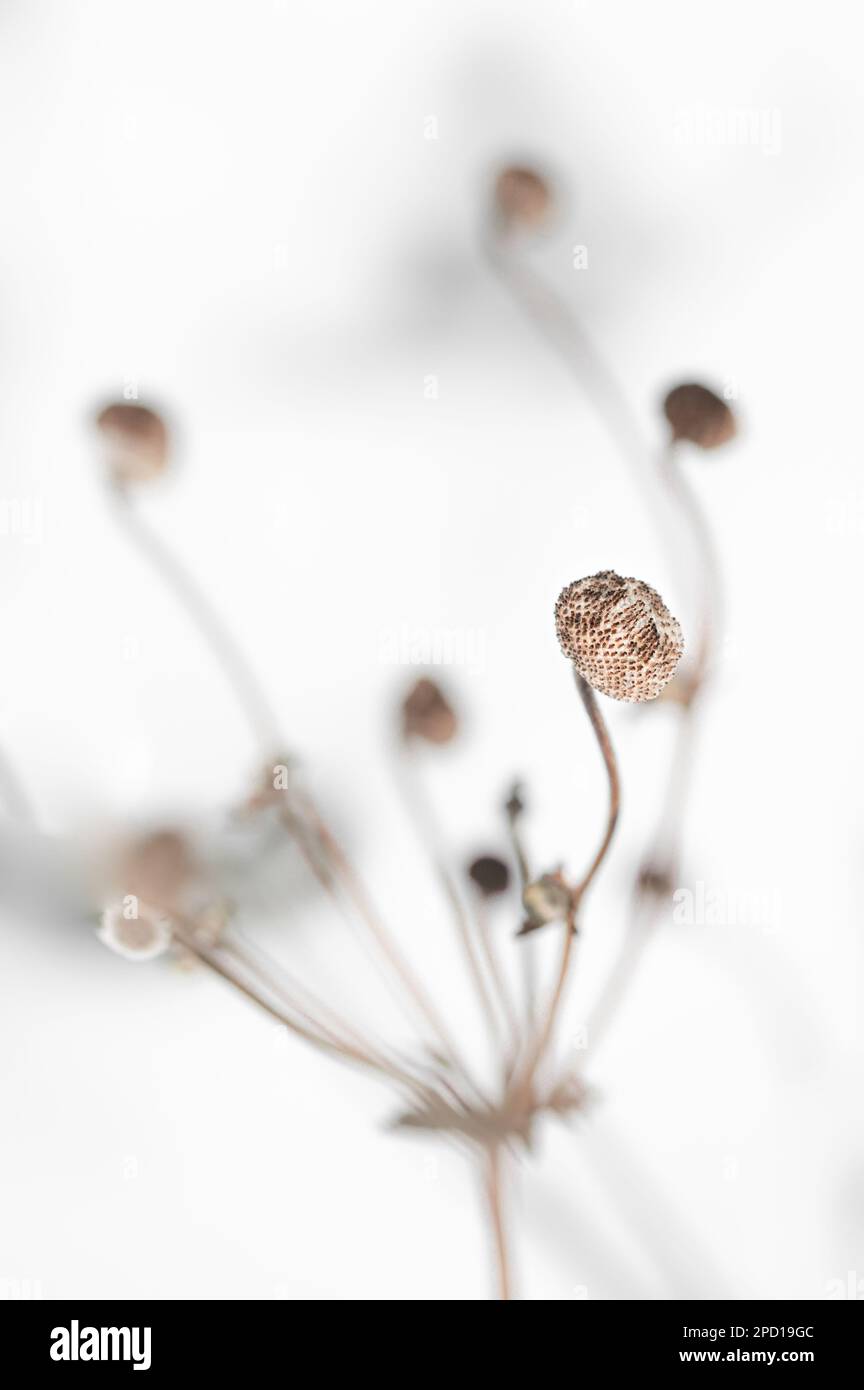 Samenkapsel einer japanischen Anemone Stockfoto