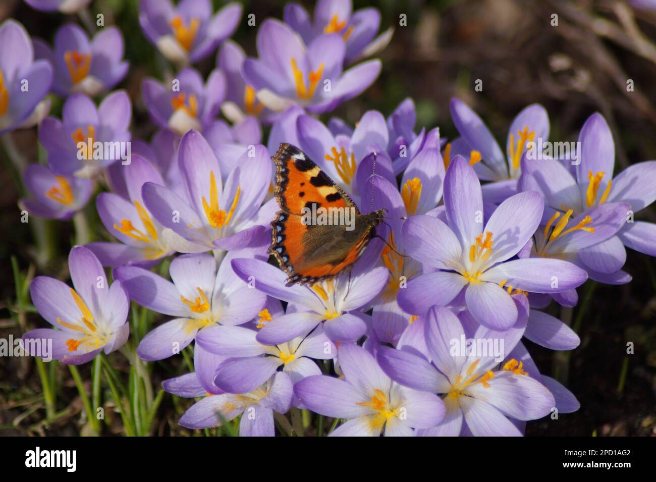 Im Februar 2023 ist der Schmetterling Small Fox bereits auf den blühenden Krokussen Stockfoto