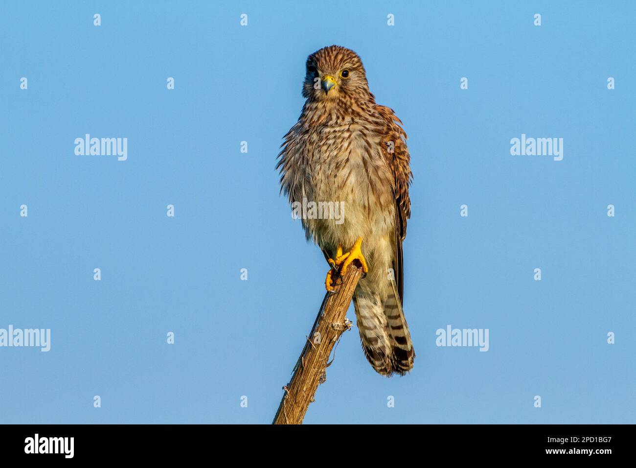 Der Falco tinnunculus (Falco tinnunculus) ist ein Raubvogel, der zur Gruppe der Falken gehört. Es wird auch als t bezeichnet Stockfoto