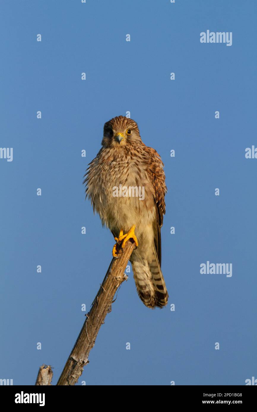 Der Falco tinnunculus (Falco tinnunculus) ist ein Raubvogel, der zur Gruppe der Falken gehört. Es wird auch als t bezeichnet Stockfoto