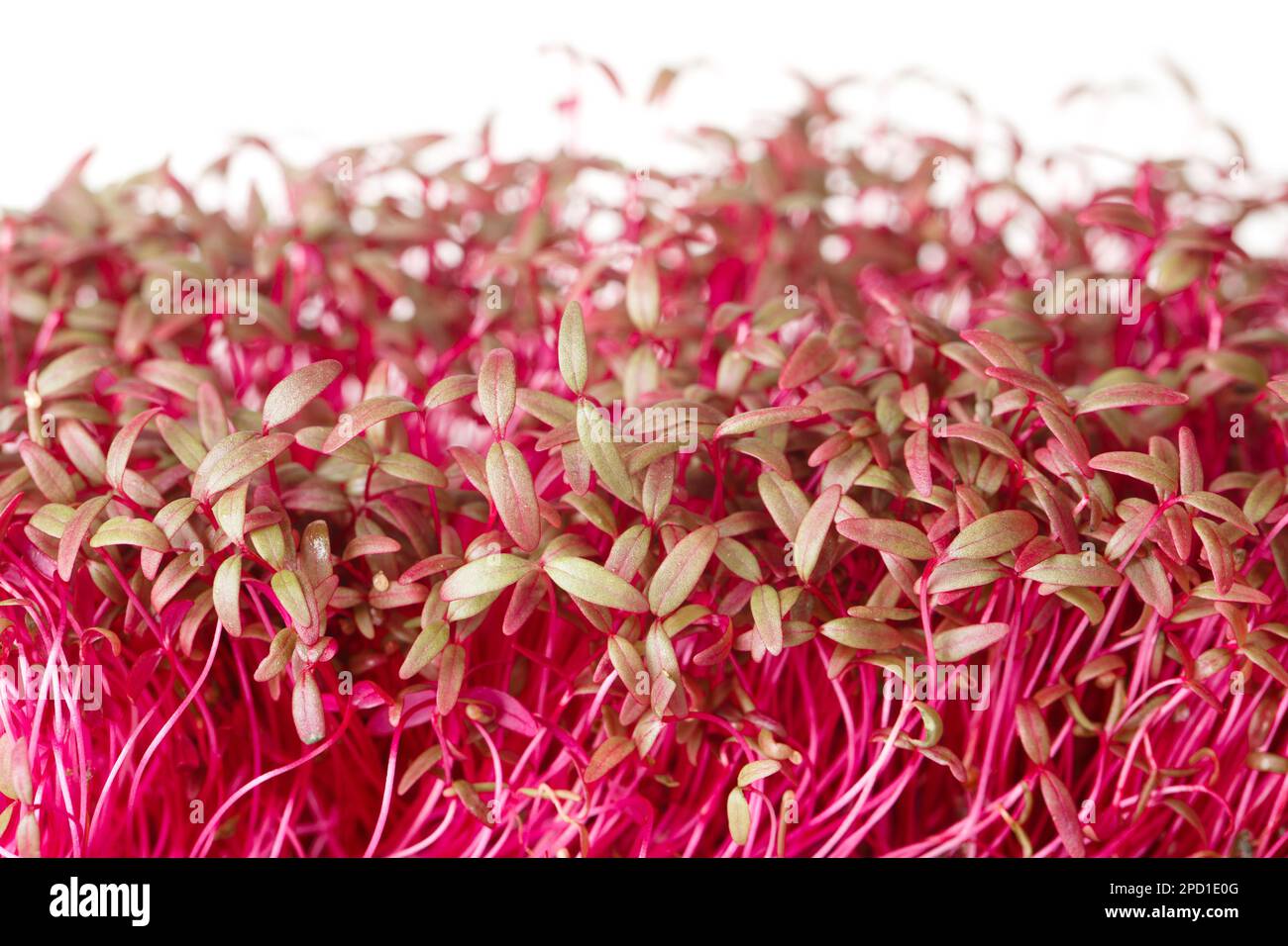 Leuchtend rosa Amaranth mikrogrüne Pflanzen Makro isoliert auf weißem Hintergrund. Horizontal Stockfoto