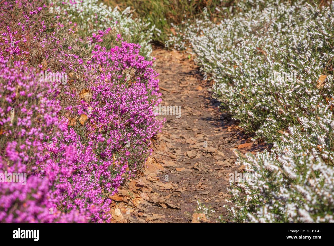 Ein Pfad durch blühende Heidenblumen in der Isabella Plantation, einem Waldgarten im Richmond Park in London Stockfoto