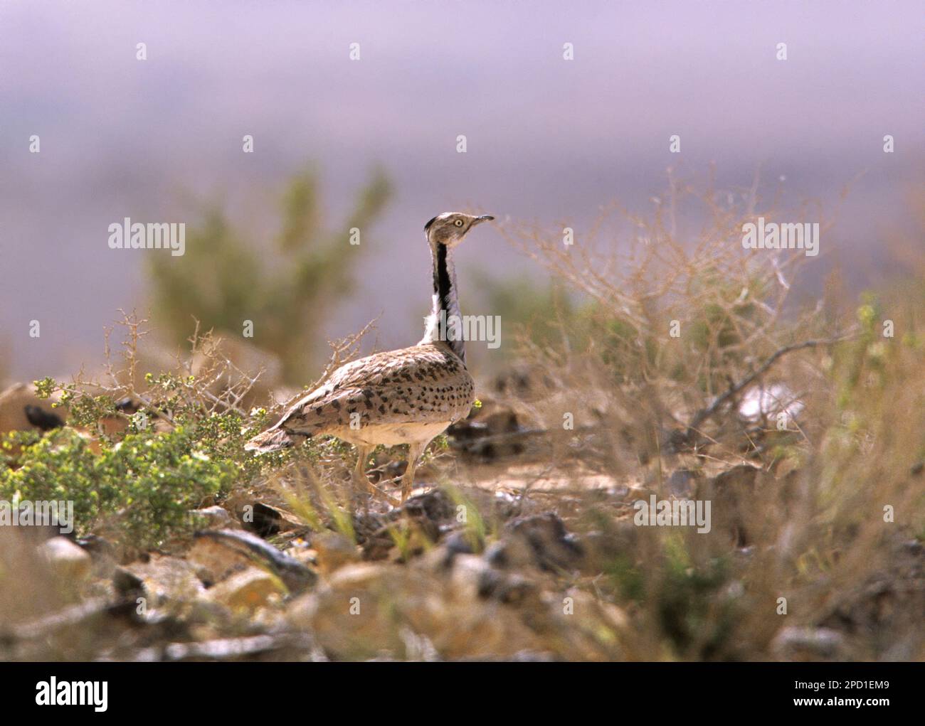 MacQueens Trappe (Chlamydotis macqueenii) الحُبَارَى الآسِيَوِيّ ist ein großer Vogel in der Trappenfamilie. Es ist einheimisch in der Wüsten- und Steppenregion Stockfoto