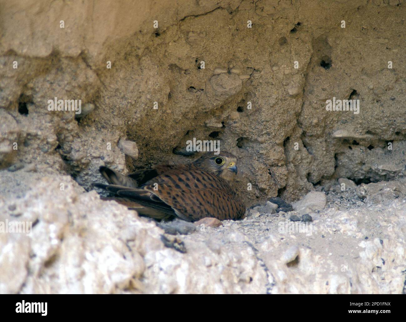 Kestrelnest in einer Sandsteinklippe der Falco tinnunculus ist ein Raubvogel, der zur Gruppe der Falken gehört Stockfoto
