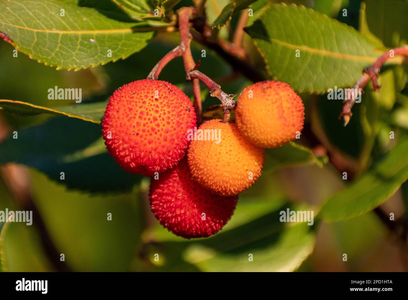 Eine Nahaufnahme der Erdbeerobst auf dem Zweig mit grünen Blättern Stockfoto