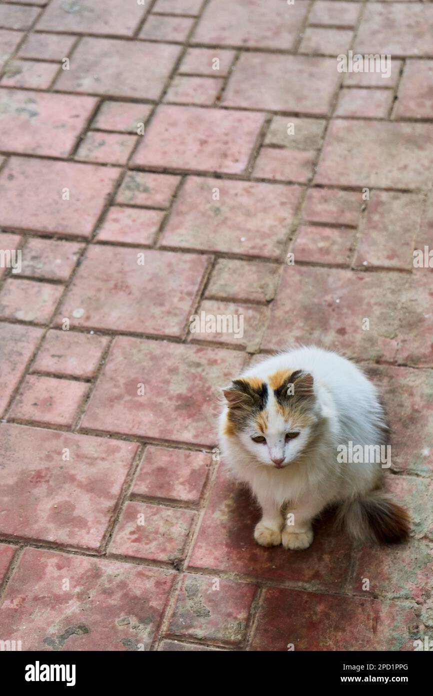 Obdachlose Katze auf der Straße Stockfoto