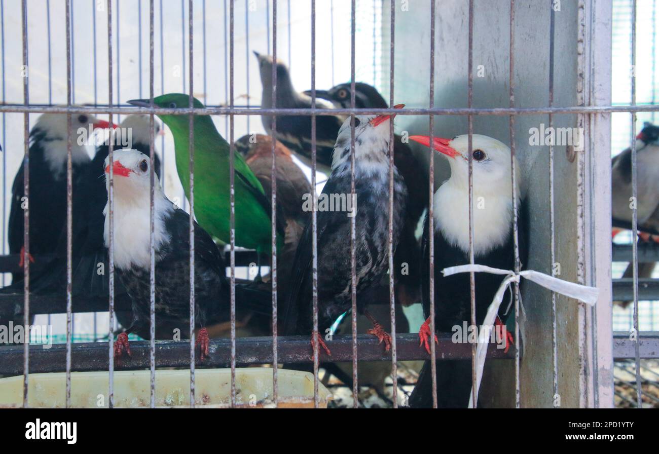 Vögel in Käfigen zum Verkauf für den Heimtierhandel, fotografiert in Hoi an, Vietnam Stockfoto
