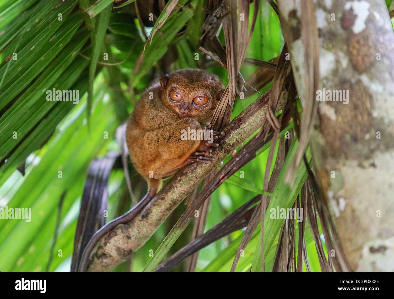 Philippine Tarsier: Schüchterner Primat begeht Selbstmord, wenn er in Gefangenschaft gestresst ist. Bohol Island, philippinische Naturwelt, Schutz gefährdeter Arten Stockfoto