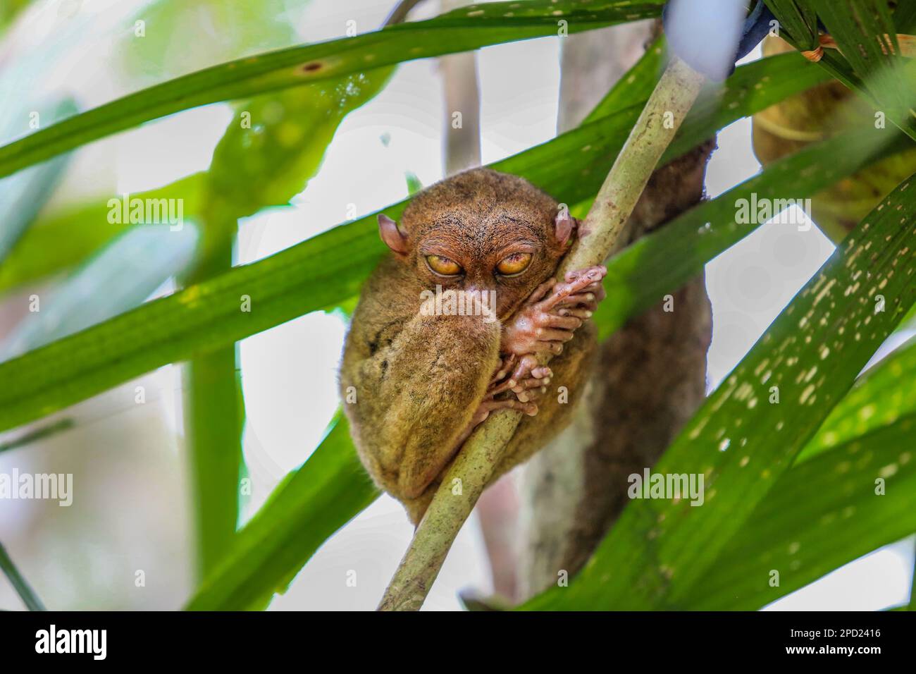 Philippine Tarsier: Schüchterner Primat begeht Selbstmord, wenn er in Gefangenschaft gestresst ist. Bohol Island, philippinische Naturwelt, Schutz gefährdeter Arten Stockfoto