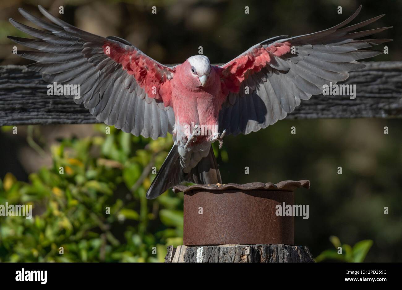 Der GALAH ist ein fröhlicher, mittelgroßer rosa Papagei, der häufig in Australien zu finden ist. Stockfoto