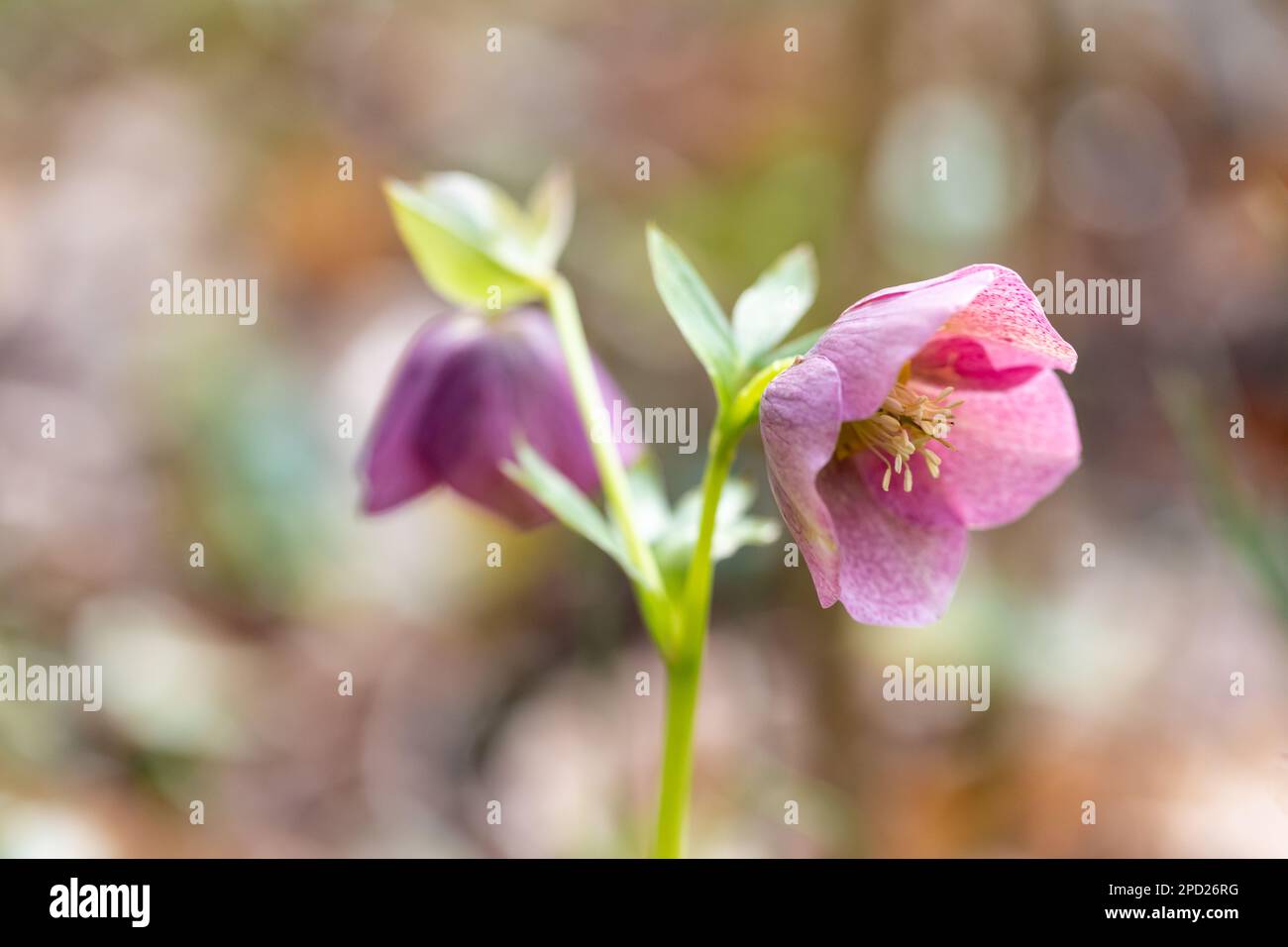 Mauve Helleborus orientalis, die Lenton Rose Blume im Spätwinter, Dorset, England, Großbritannien Stockfoto