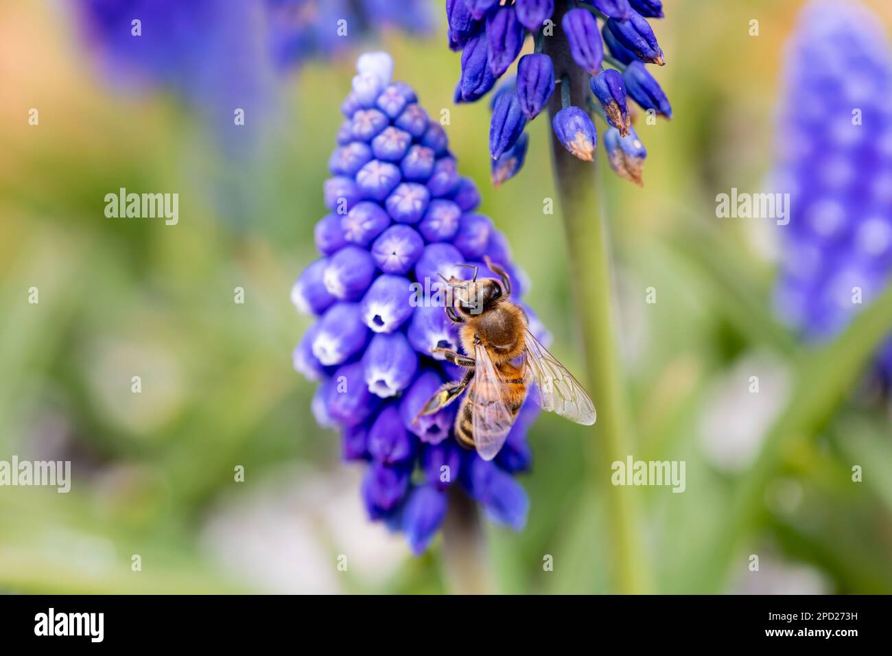 Honigbiene, APIs mellifera auf Traubenhyazinthen Blumen im späten Winter in Großbritannien Stockfoto