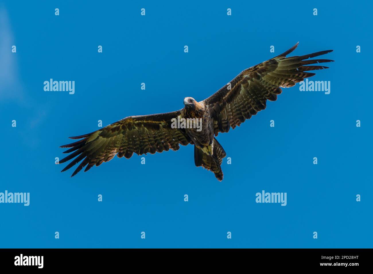 Keilschwanzadler in Queensland, Australien Stockfoto