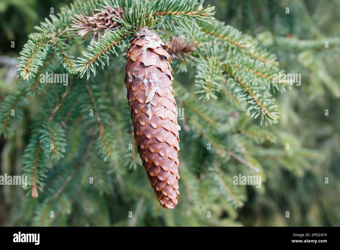 Ein Kegel auf einem Baum Stockfoto