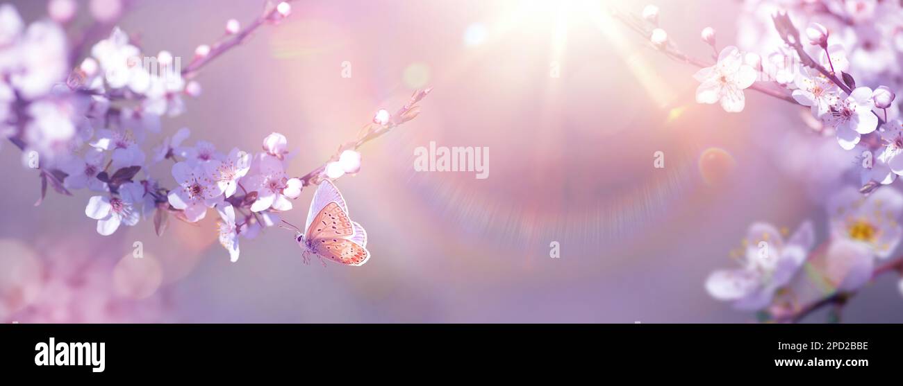 Panoramablick auf Kirschbäume und Fliegenschmetterling im sonnigen Frühlingsgarten mit Kopierbereich: Osterfrühlingskonzept Stockfoto