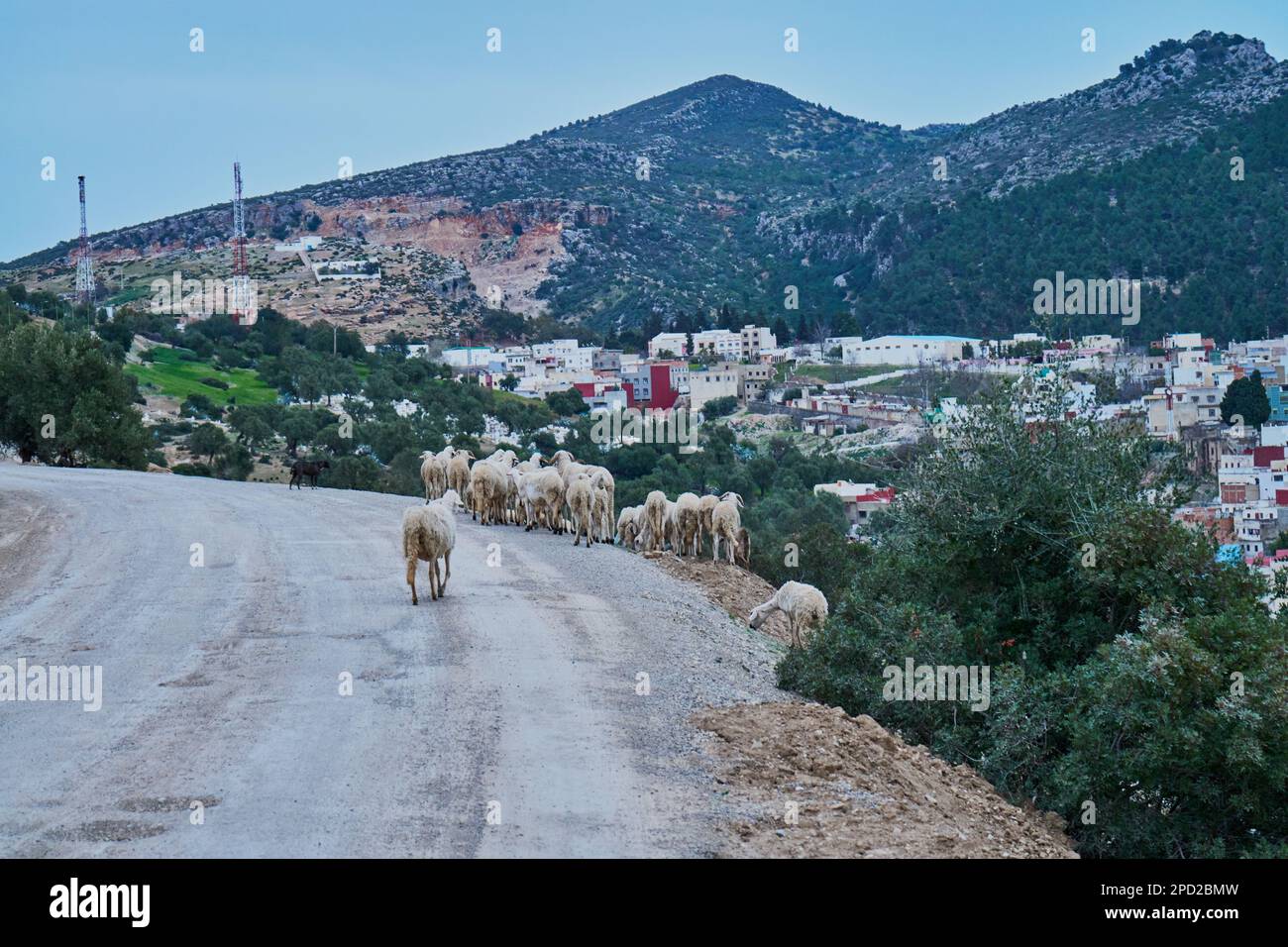 Schafe in einer kleinen marokkanischen Bergstadt Stockfoto
