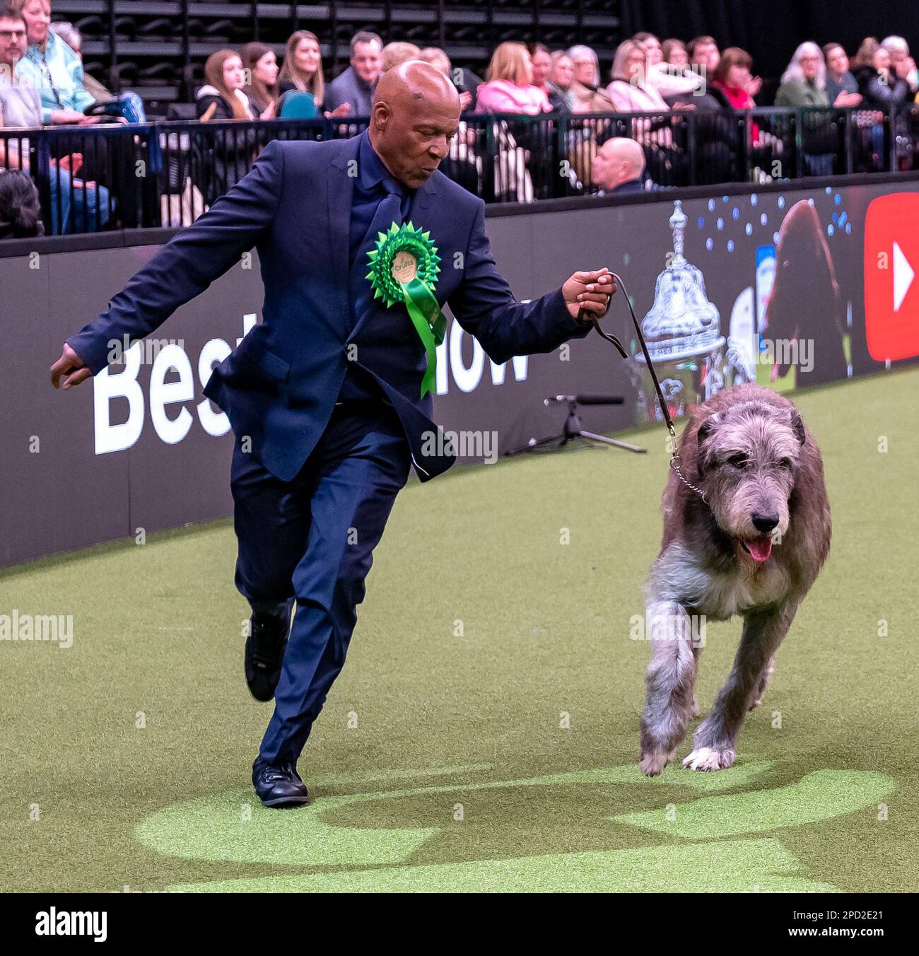 Paris der irische Wolfhund im Besitz des echten Sängers Chris Amoo ist Gewinner des Titels der Hound Group bei Crufts 2023 Stockfoto