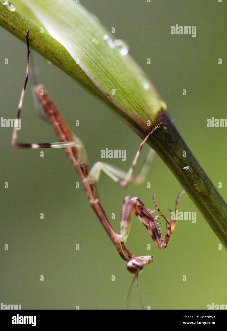 Eine junge, etwa 2 cm kleine Gottesanbeterin (Mantis Religiosa) sitzt