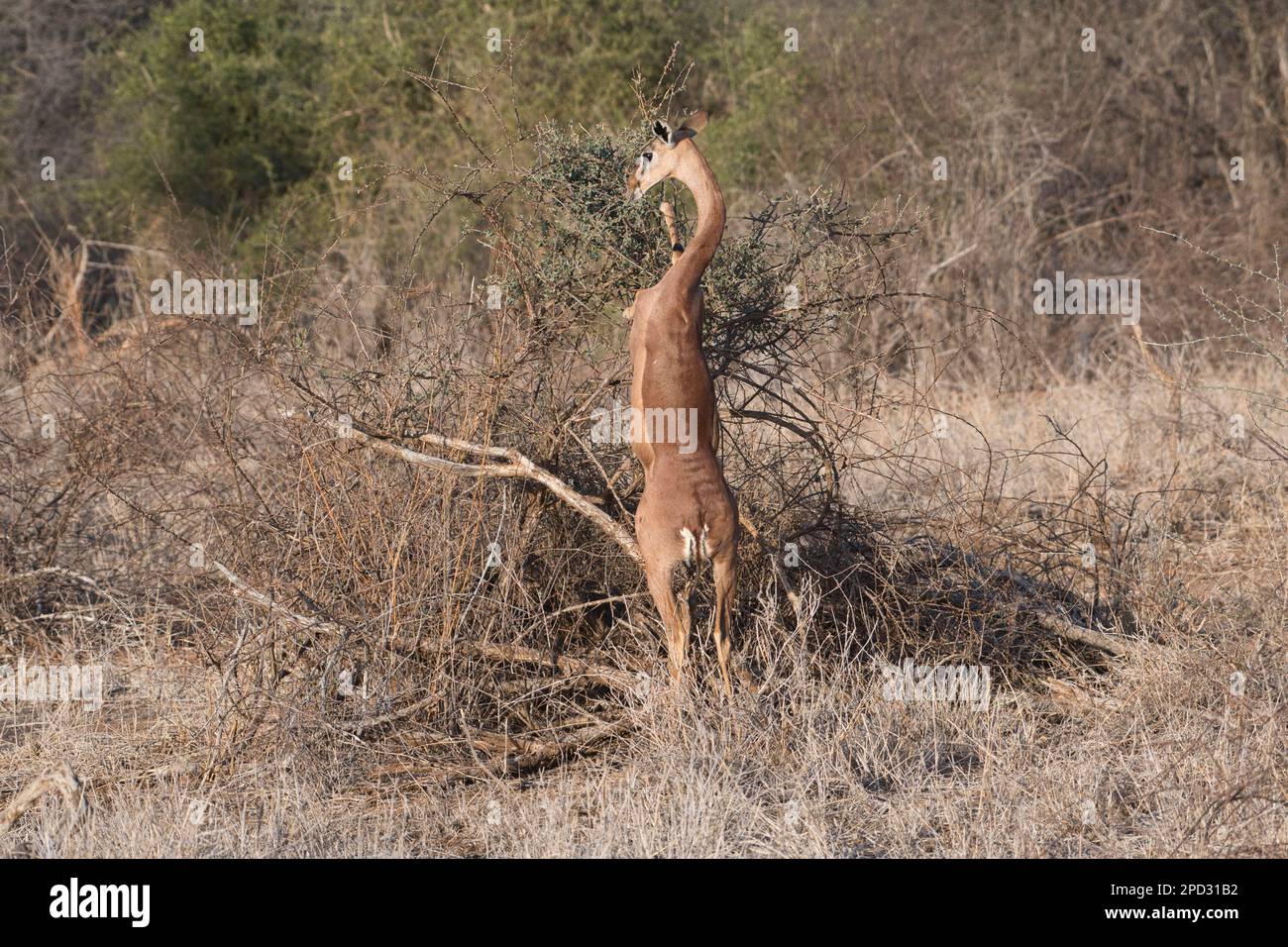 Weibliche Gerenuk (Litocranius walleri). Wenn man auf den Hinterbeinen steht, kann die Art höher als andere Antilopen, aber niedriger als Giraffen umherwandern. Stockfoto