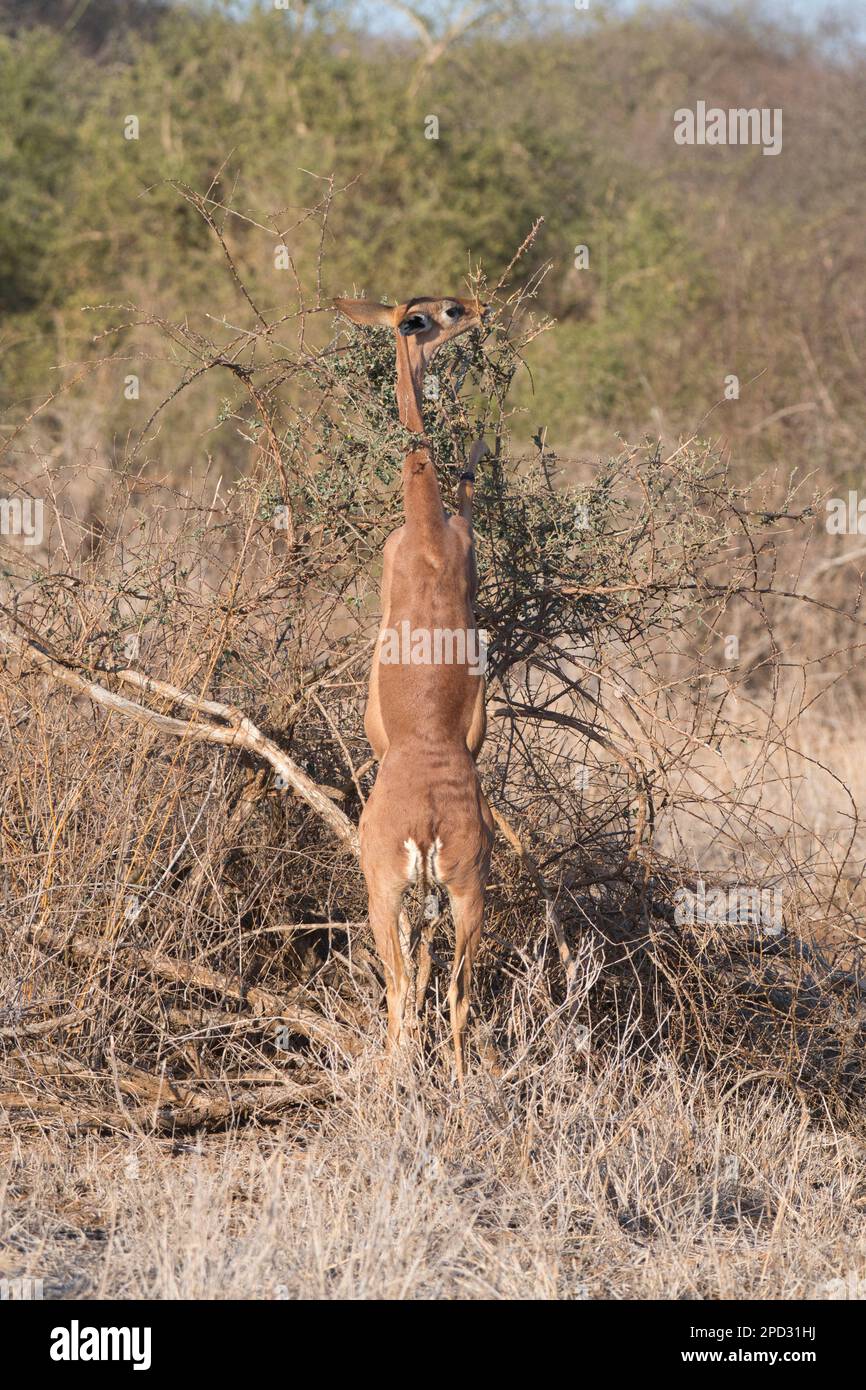 Weibliche Gerenuk (Litocranius walleri). Wenn man auf den Hinterbeinen steht, kann die Art höher als andere Antilopen, aber niedriger als Giraffen umherwandern. Stockfoto
