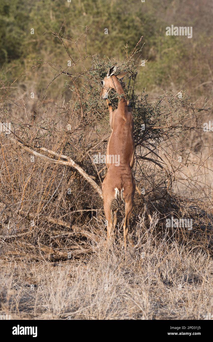 Weibliche Gerenuk (Litocranius walleri). Wenn man auf den Hinterbeinen steht, kann die Art höher als andere Antilopen, aber niedriger als Giraffen umherwandern. Stockfoto
