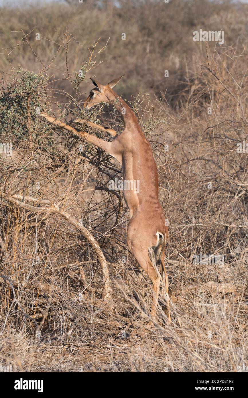 Weibliche Gerenuk (Litocranius walleri). Wenn man auf den Hinterbeinen steht, kann die Art höher als andere Antilopen, aber niedriger als Giraffen umherwandern. Stockfoto