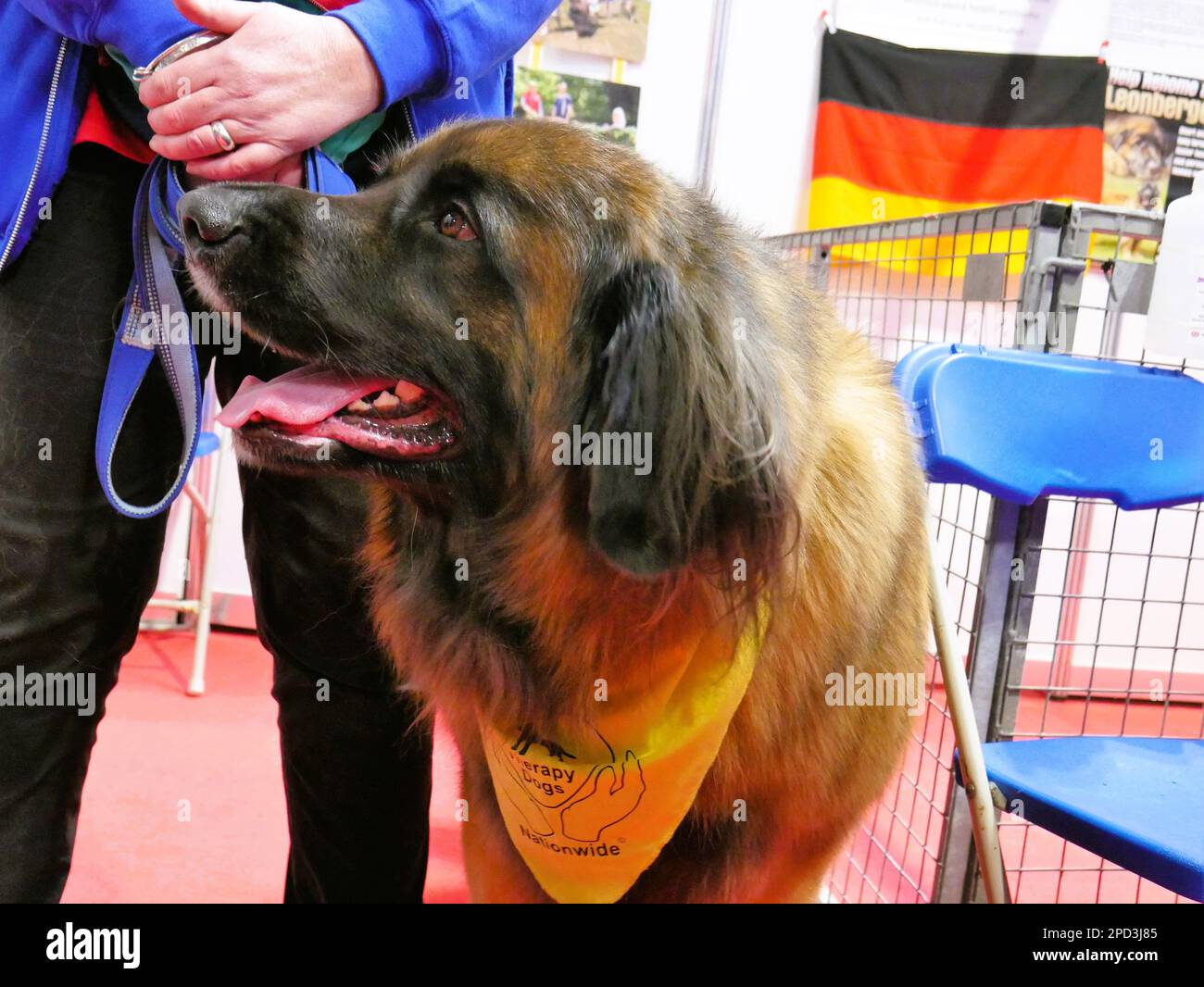 CRUFTS 2023 Birmingham UK, Kennel Club, National Exhibition Centre