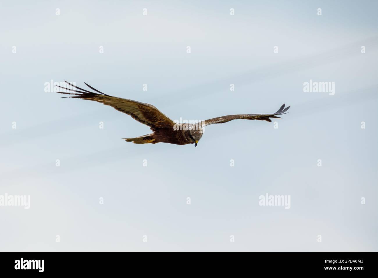 Eine Sumpfweihe auf dem Flug Stockfoto