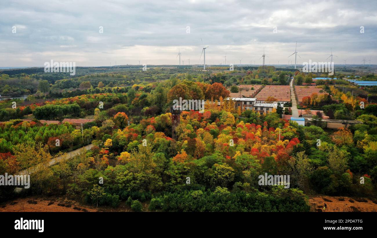 Ein Wald mit wunderschöner Landschaft, wunderschöne Landschaft, die von der Drohne eingefangen wurde, Dämmerung der Stadt. Stockfoto