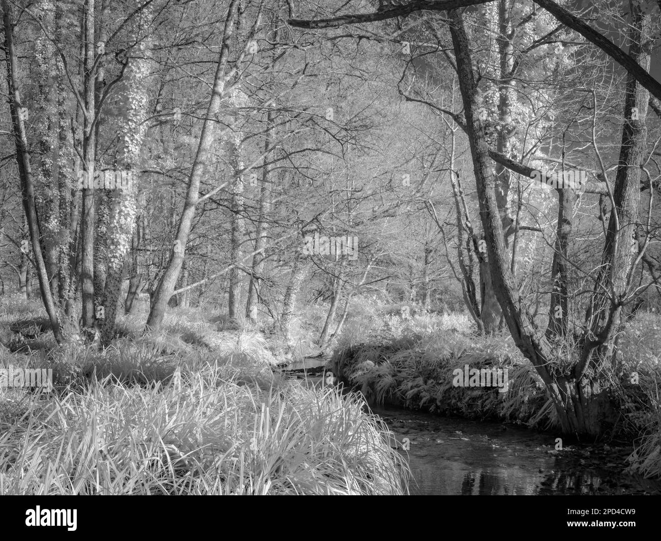 Frühlingswald, Infrarot, monochrom. Stockfoto