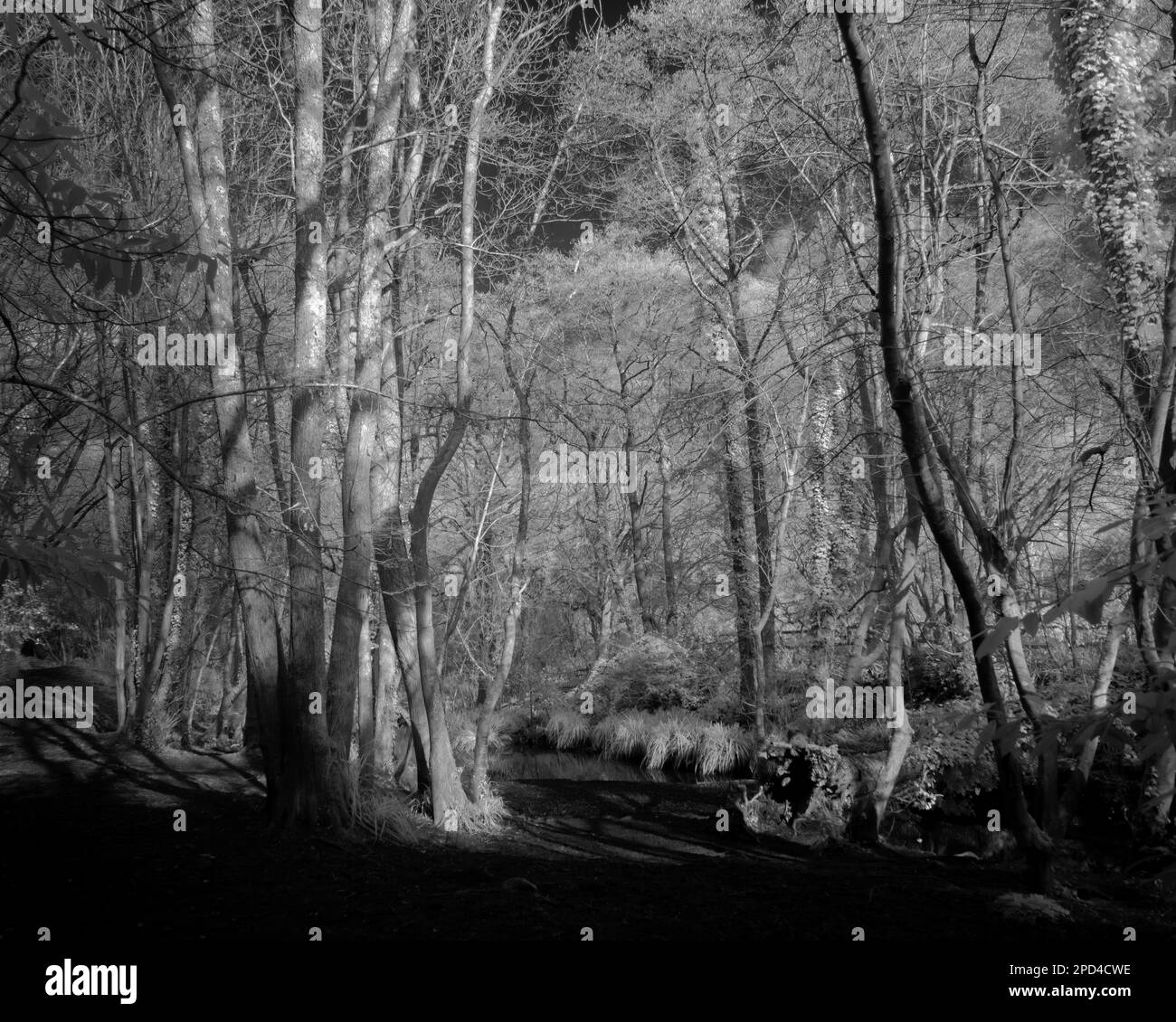 Gruselige winterliche Wälder, Infrarot monochrom. Stockfoto