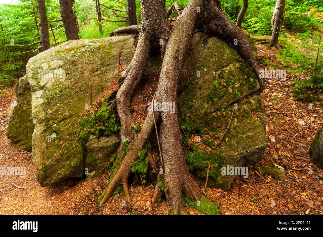 2 Red Spruce, die auf einem großen Felsbrocken in der Siamese Ponds Wilderness Area in den Adirondack Mountains im Bundesstaat New York wuchs Stockfoto