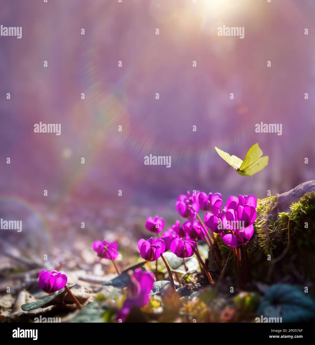 Art First Forest Frühlingsblumen und ein fliegender Schmetterling vor dem Hintergrund des Frühlingswaldes mit Kopierraum: Frühlingsdesign Stockfoto