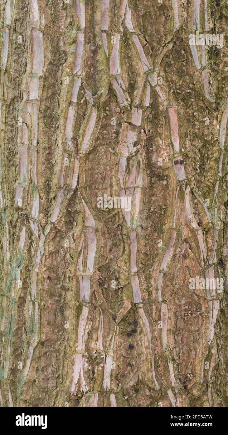 Abstrakte Textur des Dracaena-Stammes von Hauspflanzen, dicker, holziger, tropischer Pflanzenstamm, Vollformathintergrund, Makroansicht in Nahaufnahme Stockfoto
