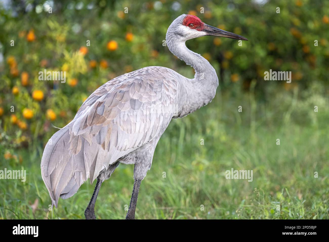Sandhill Crane (Grus canadensis) wandert durch einen Orangenhain am Showcase of Citrus in Clermont, Florida, südwestlich von Orlando. (USA) Stockfoto