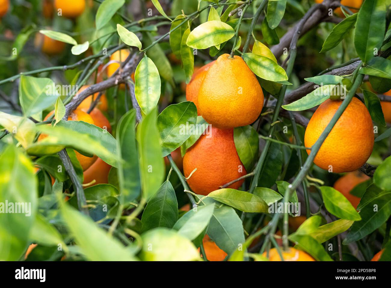 Reife, pflückende Zuckerglockenorangen im Showcase of Citrus Grove in Clermont, Florida. (USA) Stockfoto