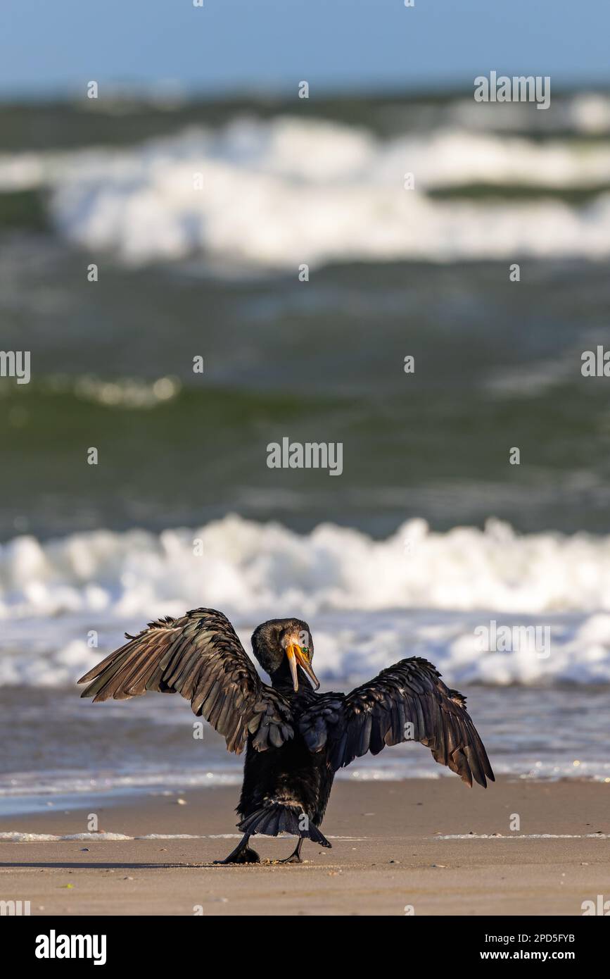 Der große Kormoran (Phalacrocorax carbo) breitet seine Flügel am Strand ...