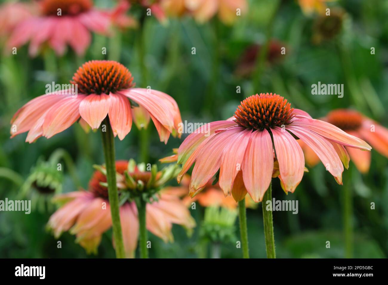 echinacea prairie blüht orangefarbener Sonnenuntergang, orangefarbener Nadelsonnenhut, mehrjährige, orangefarbene Blumen Stockfoto