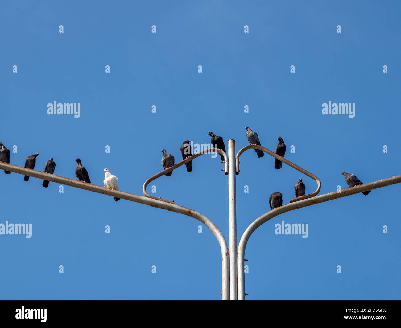 Tauben auf einem Laternenpfahl in TG Balai, Indonesien Stockfoto