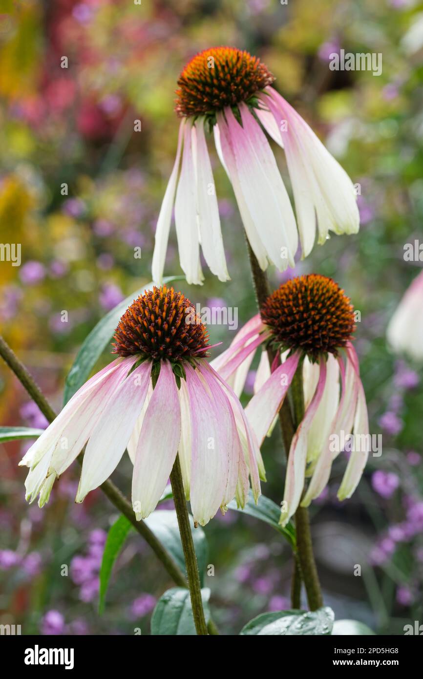 Echinacea hübsche Sonnenschirme, ganzjähriger Nadelkegel, mittlere orangefarbene Kegel, umgeben von herabhängenden weißen Rosenblättern Stockfoto